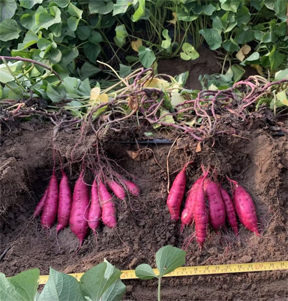 3118�ƶ����š�(�й���)�ٷ���վ