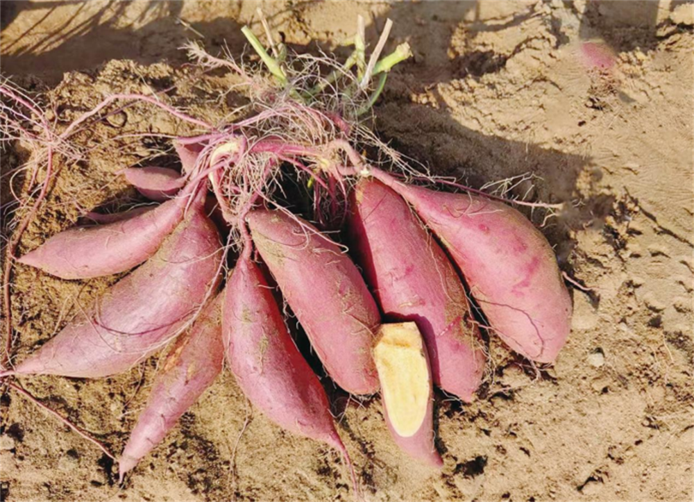 3118�ƶ����š�(�й���)�ٷ���վ