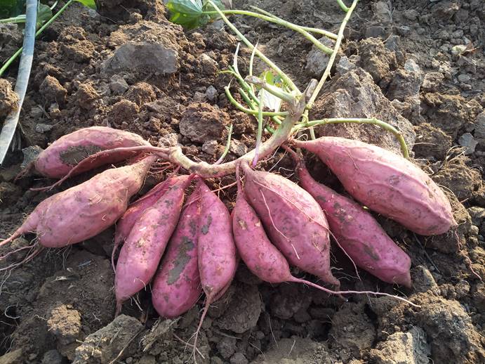 3118�ƶ����š�(�й���)�ٷ���վ